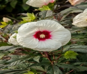 2020 09 01 LyndaleParkRoseGarden 046